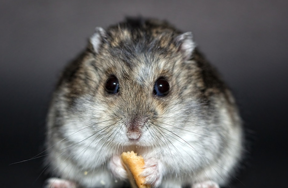 hamster