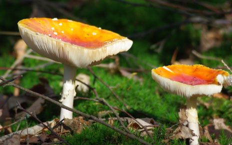forest mushroom