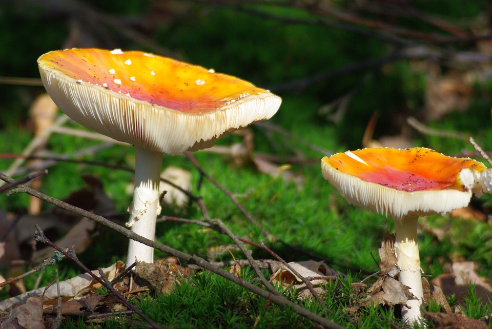 forest mushroom